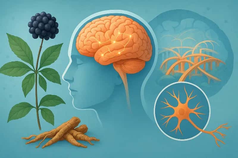 Eleutherococcus senticosus: A Planta que Reconstrói as Ruas da Cidade Cerebral e Potencializa a Memória